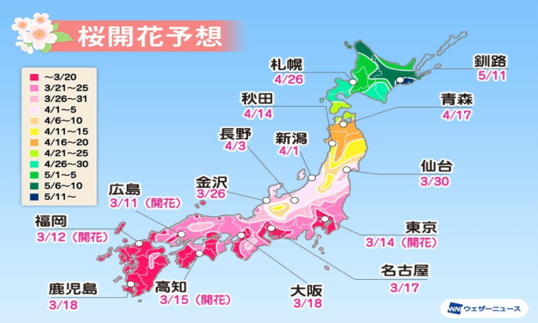 東京都心櫻花滿開